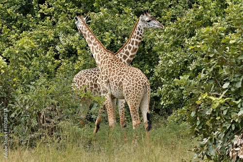 Thornicrofts Giraffe  Giraffa camelopardalis thornicrofti  in South Luangwa National Park. Zambia. Africa.