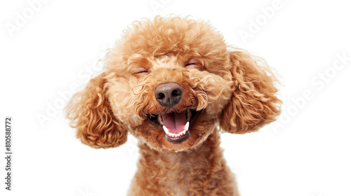 Joy in Fur: A Laughing Poodle's Portrait Brings a Smile with Its Infectious Happiness and Fluffy Apricot Curls. Image made using Generative AI