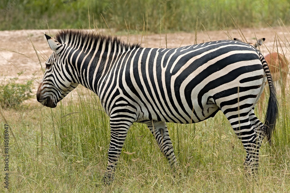 Fototapeta premium Crawshay's Zebra (Equus quagga crawshayi). South Luangwa National Park. Zambia. Africa.