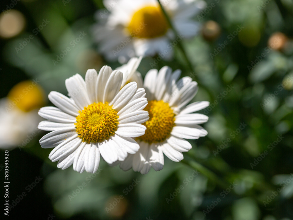 Φωτογραφία Close-up of wild daisy flowers (Leucanthemum vulgare), white chamomiles on green blurred background