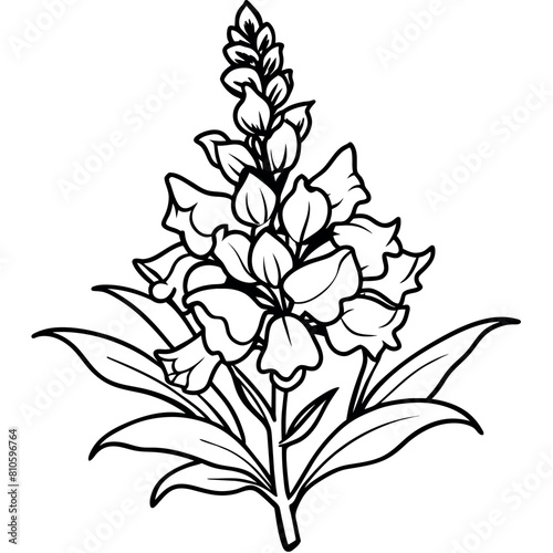Snapdragon flower outline illustration coloring book page design, Snapdragon flower black and white line art drawing coloring book pages for children and adults