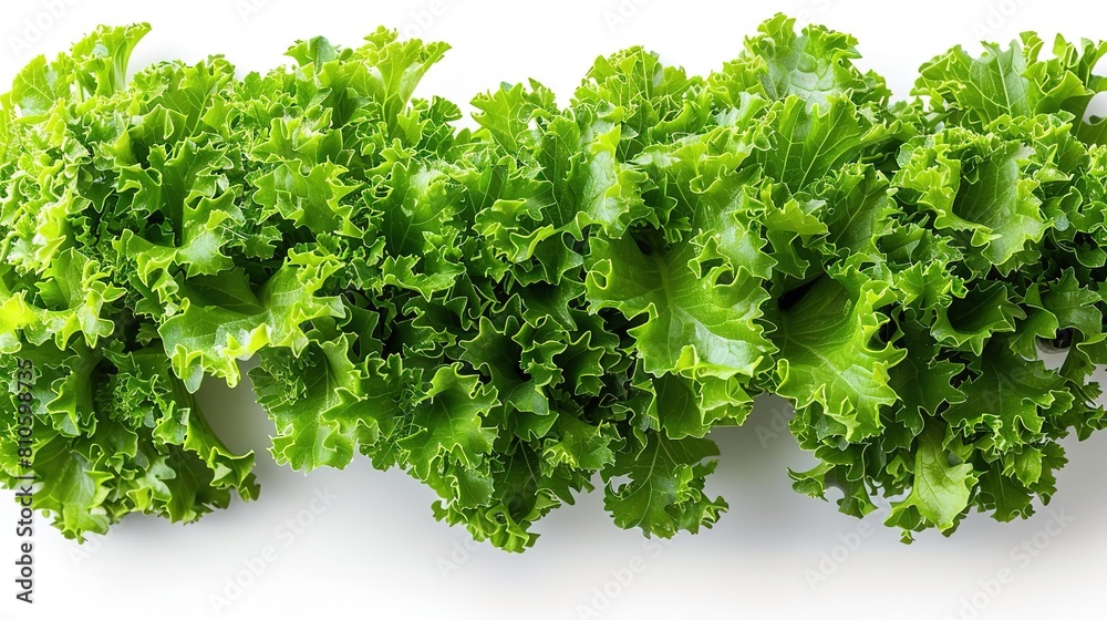 Fototapeta premium A close-up photograph of a head of lettuce