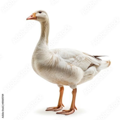 Domestic goose, standing and looking down isolated on white background  