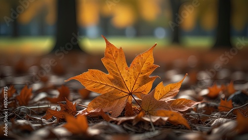 Autumn Maple Leaves  Vibrant Orange Carpet with Ethereal Bokeh Effect.