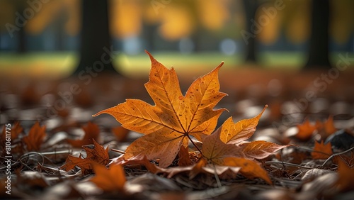 Autumn Maple Leaves: Vibrant Orange Carpet with Ethereal Bokeh Effect.