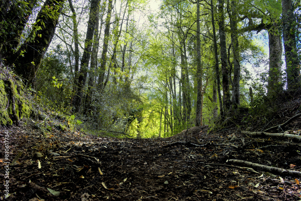 Path in the forest Path in the forest
