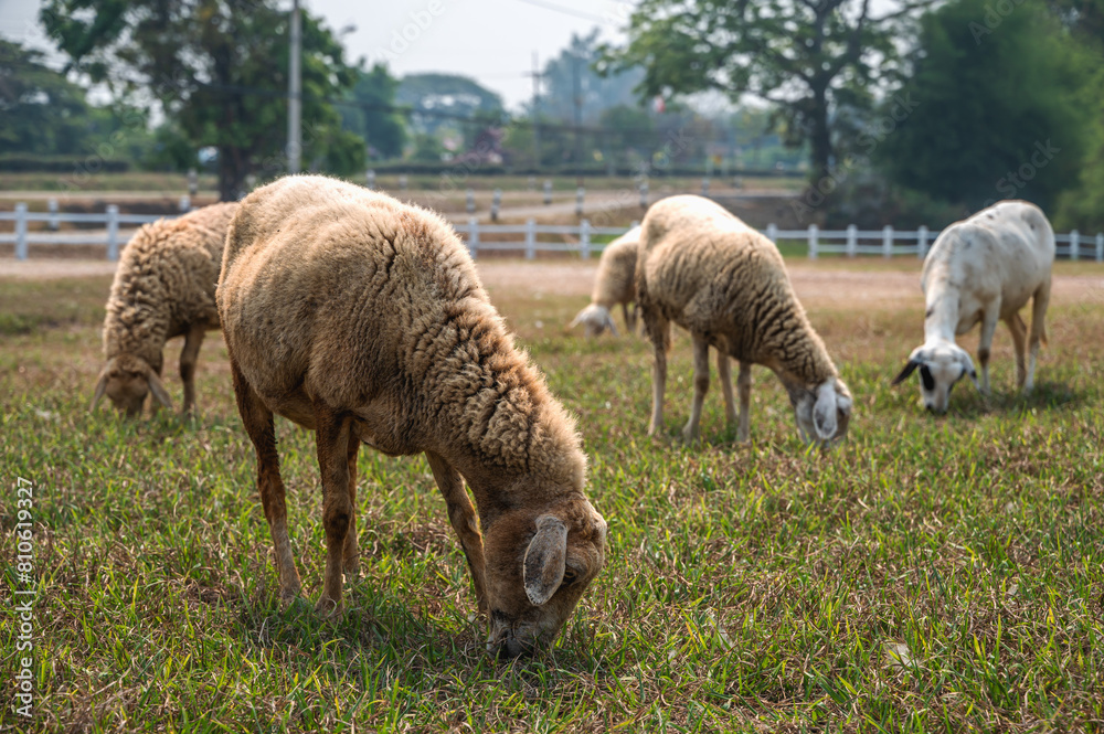 Group of sheep grazing grass in nature , animal husbandry concept Group of sheep grazing grass in nature , animal husbandry concept