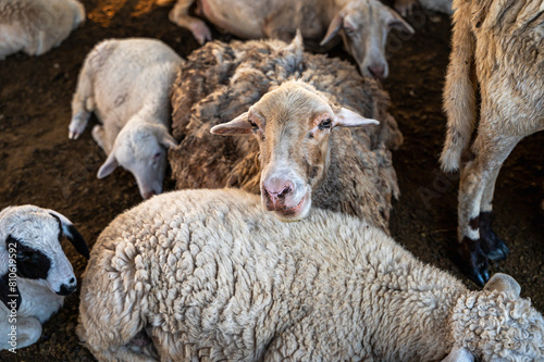 Group of sheep in rural sheep farming 
