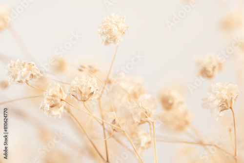 Embrace the vintage-inspired beauty of a Gypsophila flower, captured in stunning macro detail against a soft light background