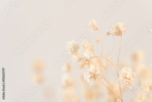 Transport yourself to a bygone era with the timeless charm of a Gypsophila flower in vintage style, magnified in macro against a gentle light background