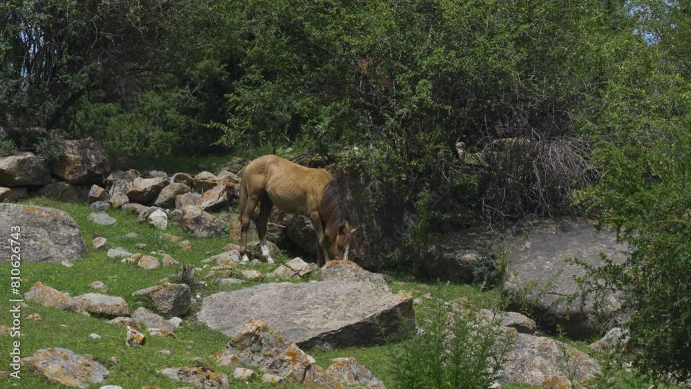 Horses graze in the mountains of the Karakol gorge in Kyrgyzstan Horses graze in the mountains of the Karakol gorge in Kyrgyzstan