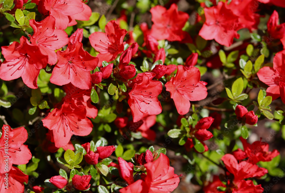 Blooming red azalea flowers in the spring garden. Gardening concept Blooming red azalea flowers in the spring garden. Gardening concept