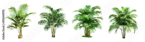 Palm tree isolated on white background