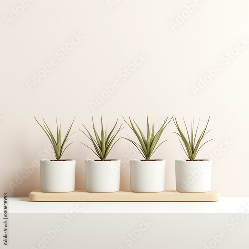 Minimal many indoor plant plants  monstera  jade  snake plant  white pots standing at the wood wall with window mockup white clean  bright light