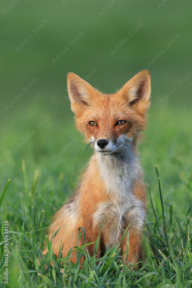 Red Fox Red Fox