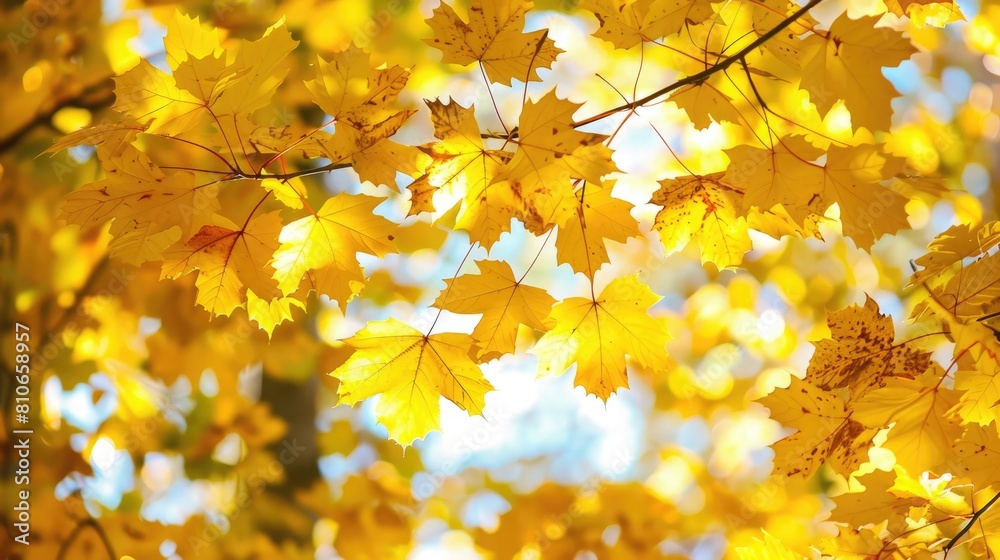 A canopy of maple leaves changing from green to gold in a sunlit forest.
