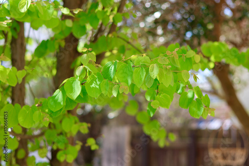 新緑の葉っぱ カツラの木 ハート型の美しい葉 初夏を感じさせるこもれび 緑の背景