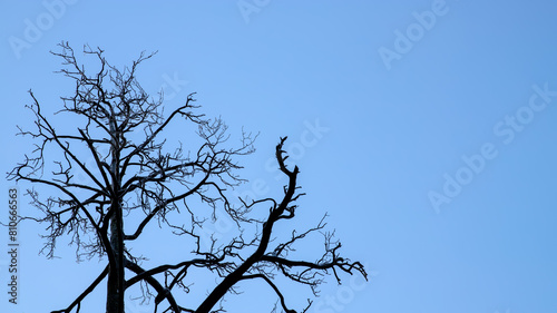 Silhouettes of dry tree branches against a blue sky. Halloween background.