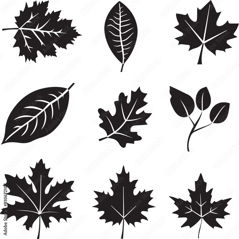 Obraz premium set of leaves