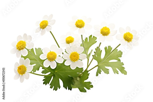 Wallpaper Mural Photo of Feverfew, Isolated on white background Torontodigital.ca
