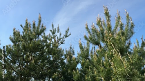 Hanging pine trees in the conifeous forest. photo