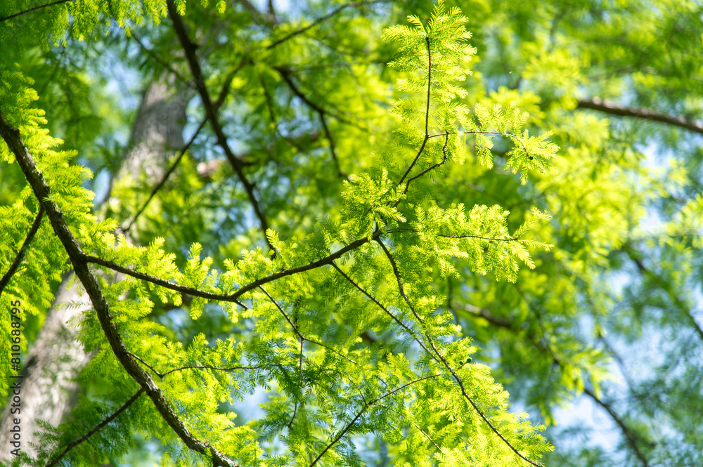Fototapeta premium 水元公園のメタセコイアの新緑