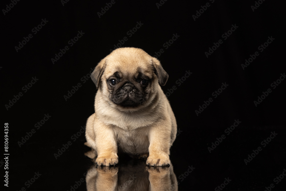 Pug puppy on a black background