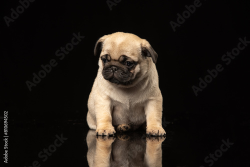 Fototapeta Naklejka Na Ścianę i Meble -  Pug puppy on a black background