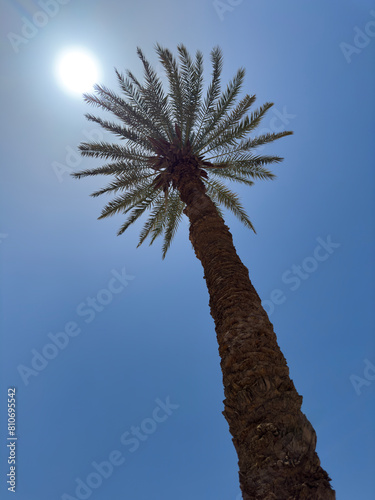 Palm tree in Egypt
