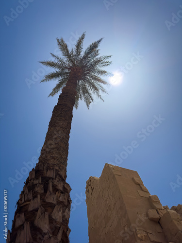 Palm tree and temple in Egypt