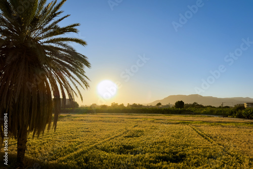 Sunset with palm tree
