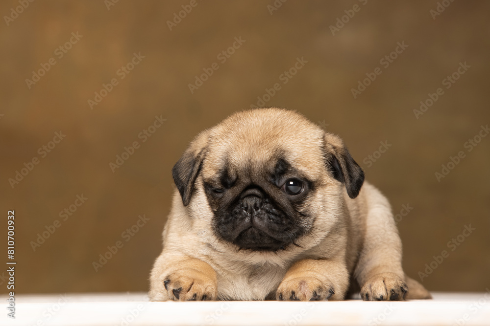 Pug puppy on a brown background