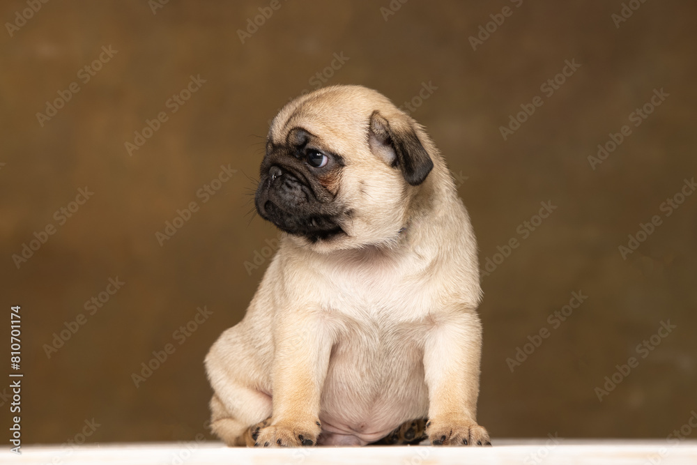 Pug puppy on a brown background