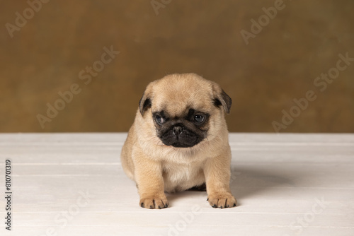 Pug puppy on a brown background