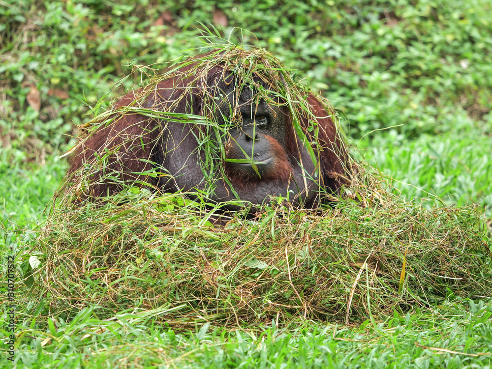 Bornean orang utan relaxing and playing with dry grass on grass background. The Bornean orangutan, Pongo pygmaeus, is a species of orangutan native to the island of Borneo. Bornean orang utan relaxing and playing with dry grass on grass background. The Bornean orangutan, Pongo pygmaeus, is a species of orangutan native to the island of Borneo.