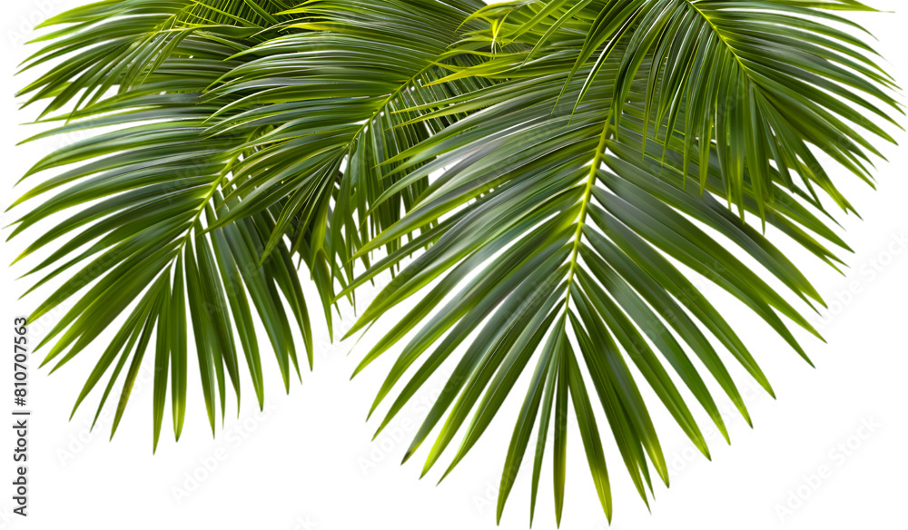 Tropical plants on transparent background
Tropical plants on transparent background
