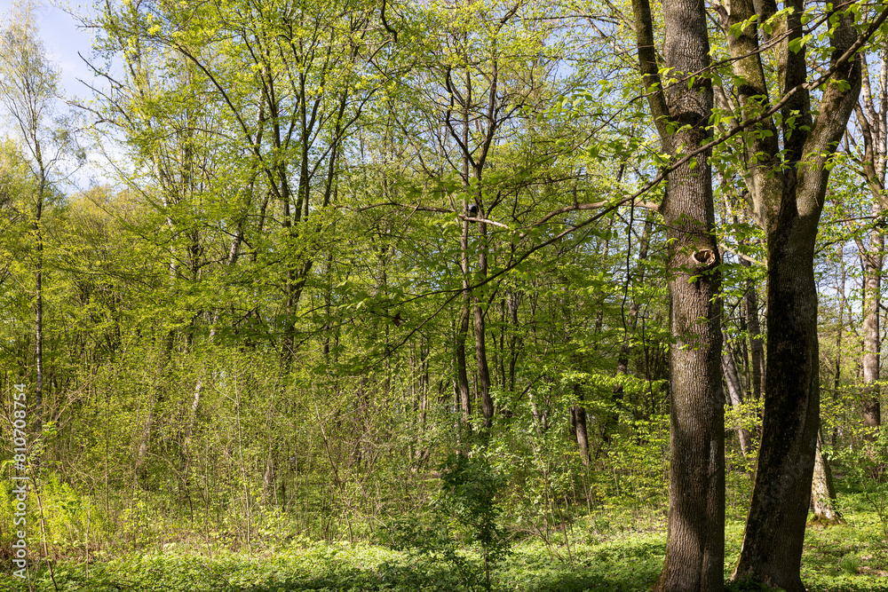 Obraz premium a park with different types of trees in the spring during flowering