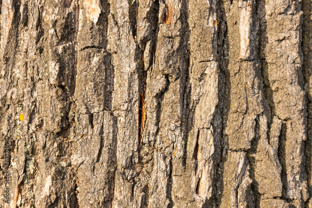 Bark of the oak tree as textured background Bark of the oak tree as textured background