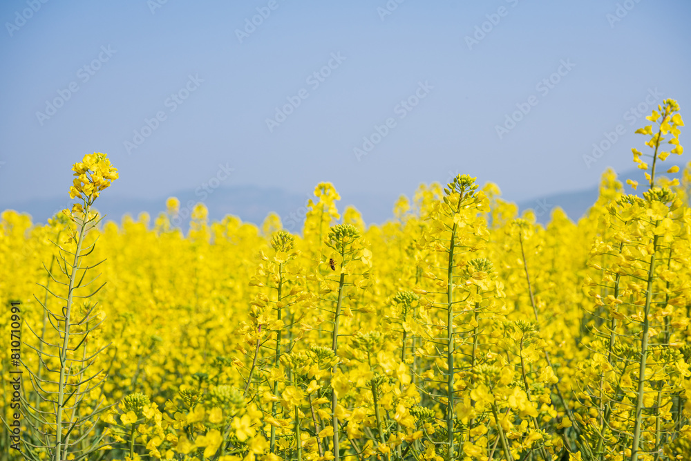 Rapeseed flower sea in Bingma Township, Yunnan Province Rapeseed flower sea in Bingma Township, Yunnan Province