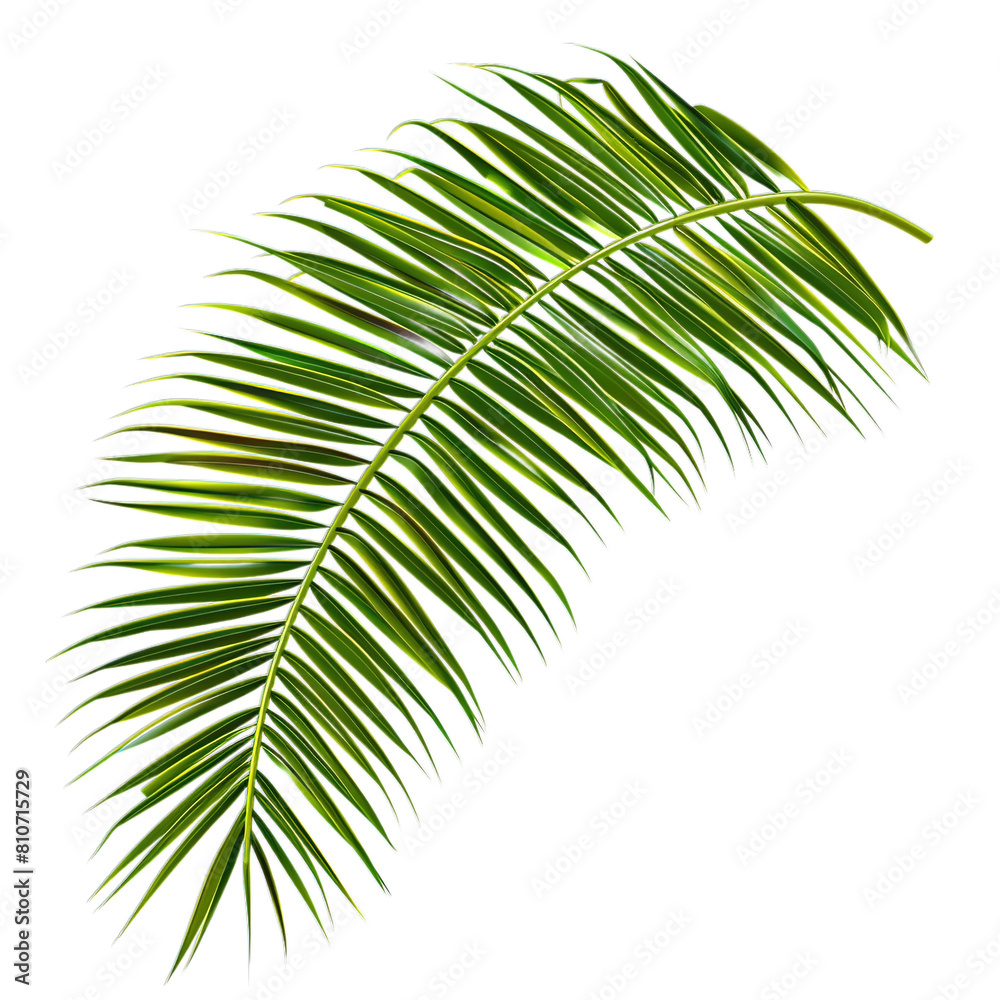 palm leaf isolated on white palm leaf isolated on white