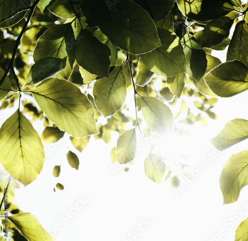 Sunny May day, sun shines through the leaves