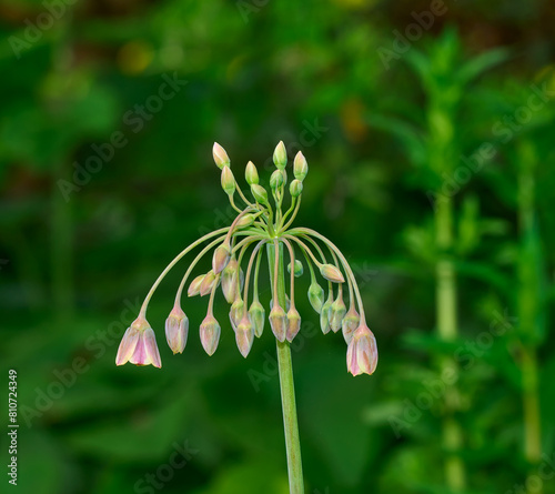 Sicilian Honey Garlic resp.Allium siculum or Nectaroscordum siculum in Rhineland,Germany photo