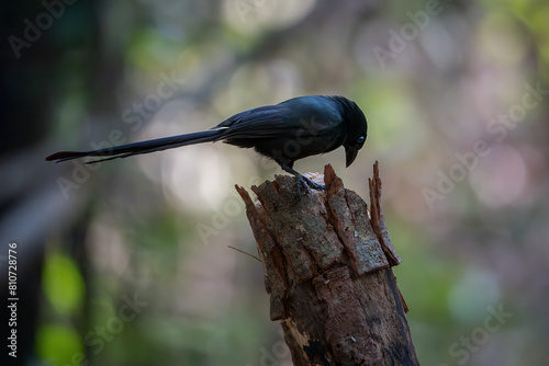 Small birds in Ma Da forest in Vinh Cuu district, Dong Nai province, Vietnam	 photo