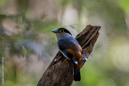 Small birds in Ma Da forest in Vinh Cuu district, Dong Nai province, Vietnam 