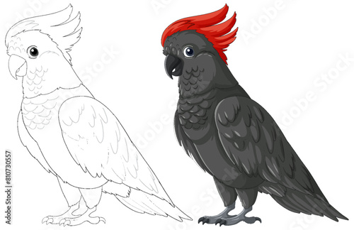Vector illustration of two cockatoos, one colorful