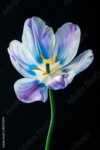 Beautiful multicolor tulip with stem isolated on black background, yellow pollen, white, blue, purple flowers. 