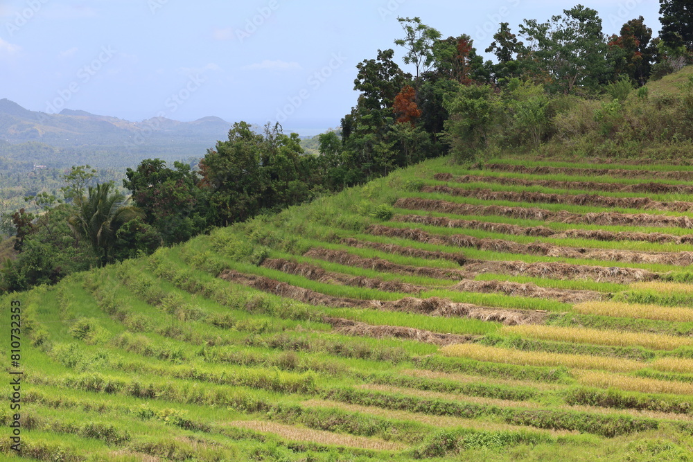 Panorama of Cadapdapan Rice Terraces in Candijay, Bohol, Philippines