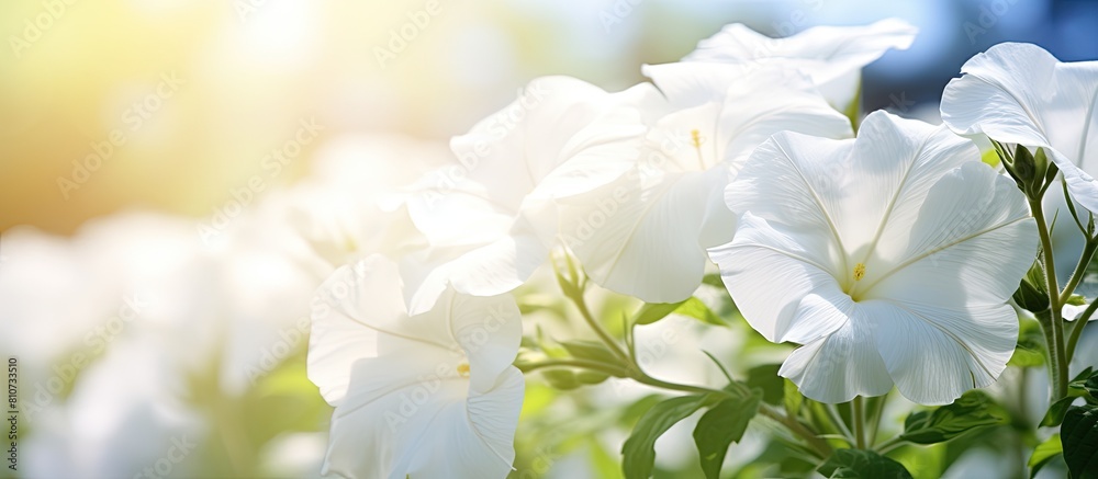 On a sunny summer day a white petunia gracefully blossoms in the garden creating a beautiful summer floral background with plenty of copy space for additional elements