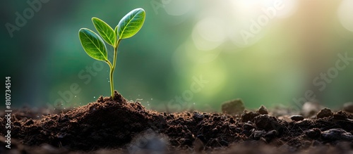 A green sprout emerging from a seed planted in nutrient rich organic soil with a pleasant copy space image