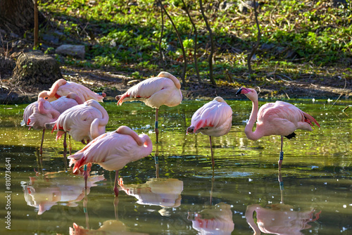  a flock of pink flamingos sleeping on a zoo pond